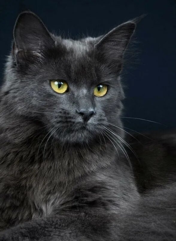 Породы кошек черно серого окраса. Нибелунги Мейн кун. Нибелунг Бурма. Нибелунг черный. Нибелунг гладкошерстный.