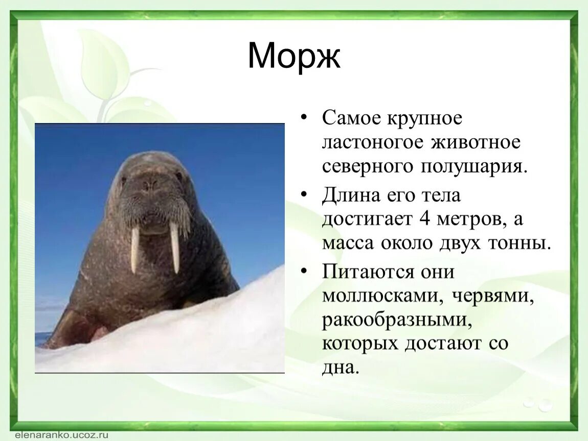 Арктический морж. Морж описание. Животные Арктики морж. Доклад про моржа.