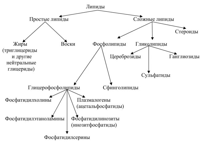 Биохимическая классификация липидов. Химическая классификация липидов биохимия. Липиды организма схема. Липиды классификация липидов омыляемые липиды.