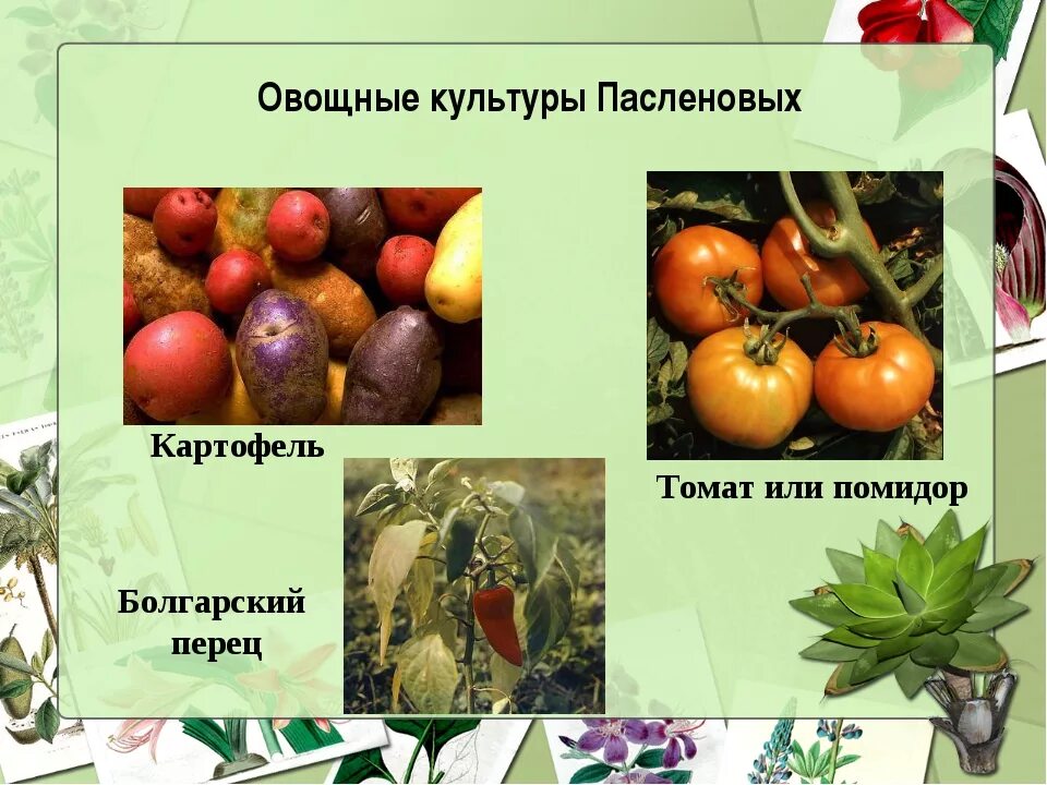 Семейство Пасленовые овощные. Пасленовые культурные растения. Культурные растения семейства пасленовых. Овощные растения из семейства пасленовых. Овощи какое семейство