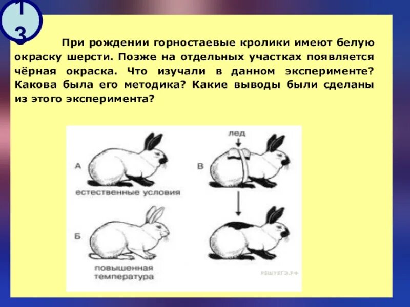 Горностаевый кролик изменчивость. Горностаевый кролик модификационная изменчивость. Изменение окраски шерсти у горностаевого кролика. Опыт с Горностаевым кроликом.