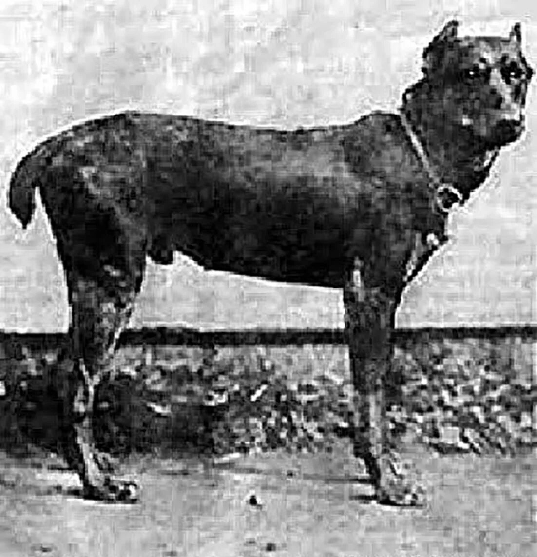 Котик в форме. Собака фашист. Собака надзиратель. Собака надзиратель. Немец собака.