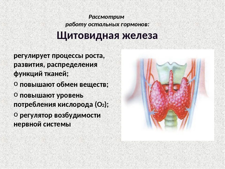 Регулируемые процессы щитовидной железы. Регулируемые процессы жизнедеятельности щитовидной железы. Щитовидная железа строение функции гормоны. Характеристика щитовидной железы.