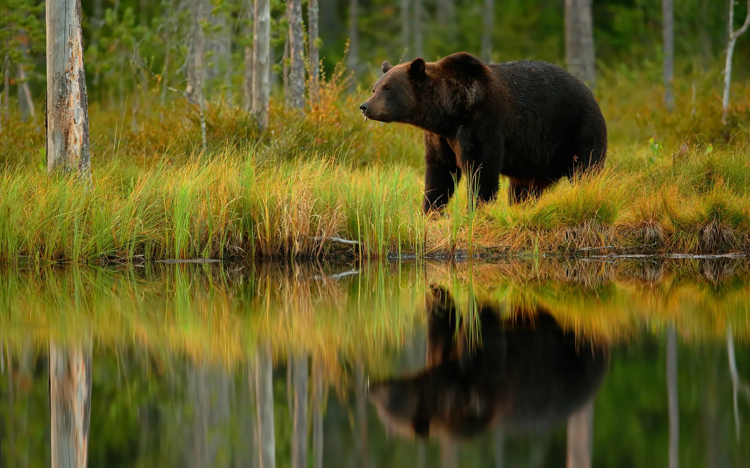 Дикая среда обитания животных. Медведь Гризли ареал обитания. Место обитания бурого медведя. Среда обитания бурого медведя. Медведь Гризли место обитания.