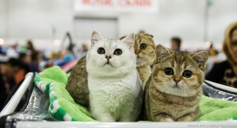 Выставка кошек. Всемирная выставка кошек. Выставка кошек ВДНХ. Выставка кошек в Сокольниках.