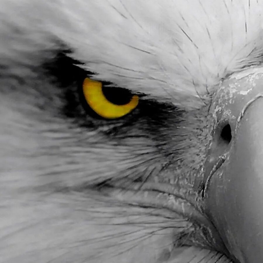 Eagle avatar. Голова белого злого орла. Eagle Eye. Взгляд орла книга