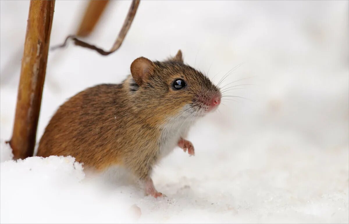Мышь коре. Мышка полевка зимняя. Мышь полевка зимой. Apodemus agrarius. Полевая мышь зимой.