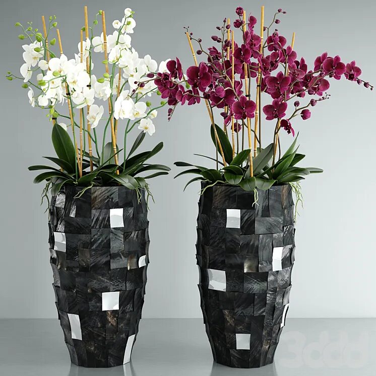 Black Spirit von Scheurich - effektvolles Outfit für Orchideen & Co. #blackspiri