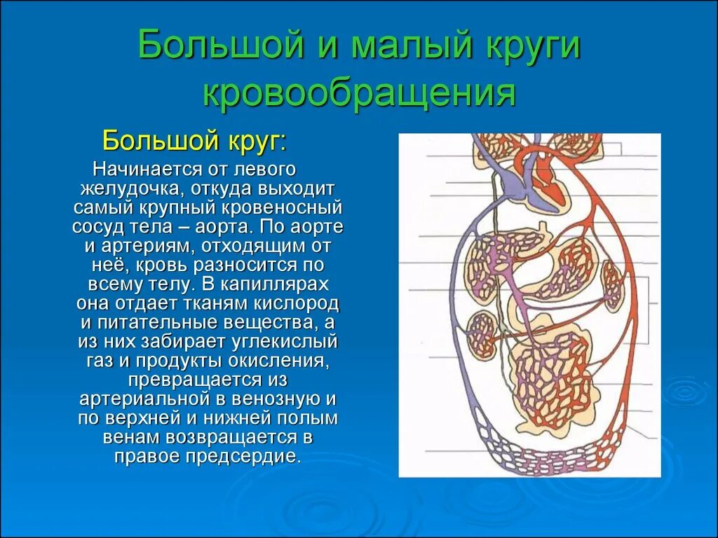 Средний круг кровообращения. Схема большого и малого круга кровообращения 8 класс биология. Большой круг кровообращения и малый круг кровообращения кратко. Сердце анатомия малый и большой круг кровообращения. Большой круг кровообращения схема 8 класс биология.