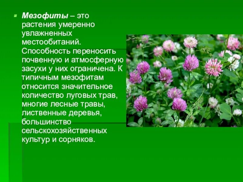 Совокупность определенных видов растений произрастающих на. Клевер Луговой мезофит. Вечнозеленые мезофиты. Мезофиты адаптации. Растения мезофиты.