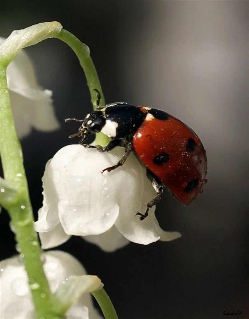 Коровка растение. Божьи коровки. Божья коровка насекомое. Божьи коровки на цветах. Божья коровка Макросъемка.