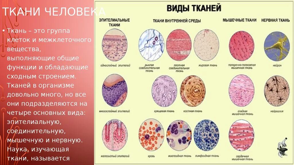 Название тканей 8 класс