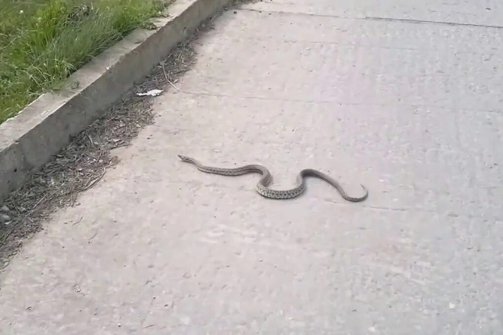 Дорога змейка. Уж на дороге. Змея ползает. Змея уползает.