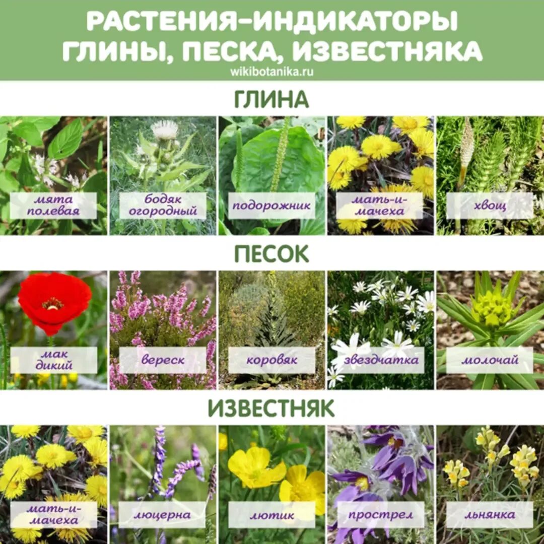 На какой почве растет мокрица по кислотности. Растения индикаторы кислотности почвы. растения индикаторы кислотной почвы. сорняки индикаторы кислотности. сорняки индикаторы кислотности почвы.