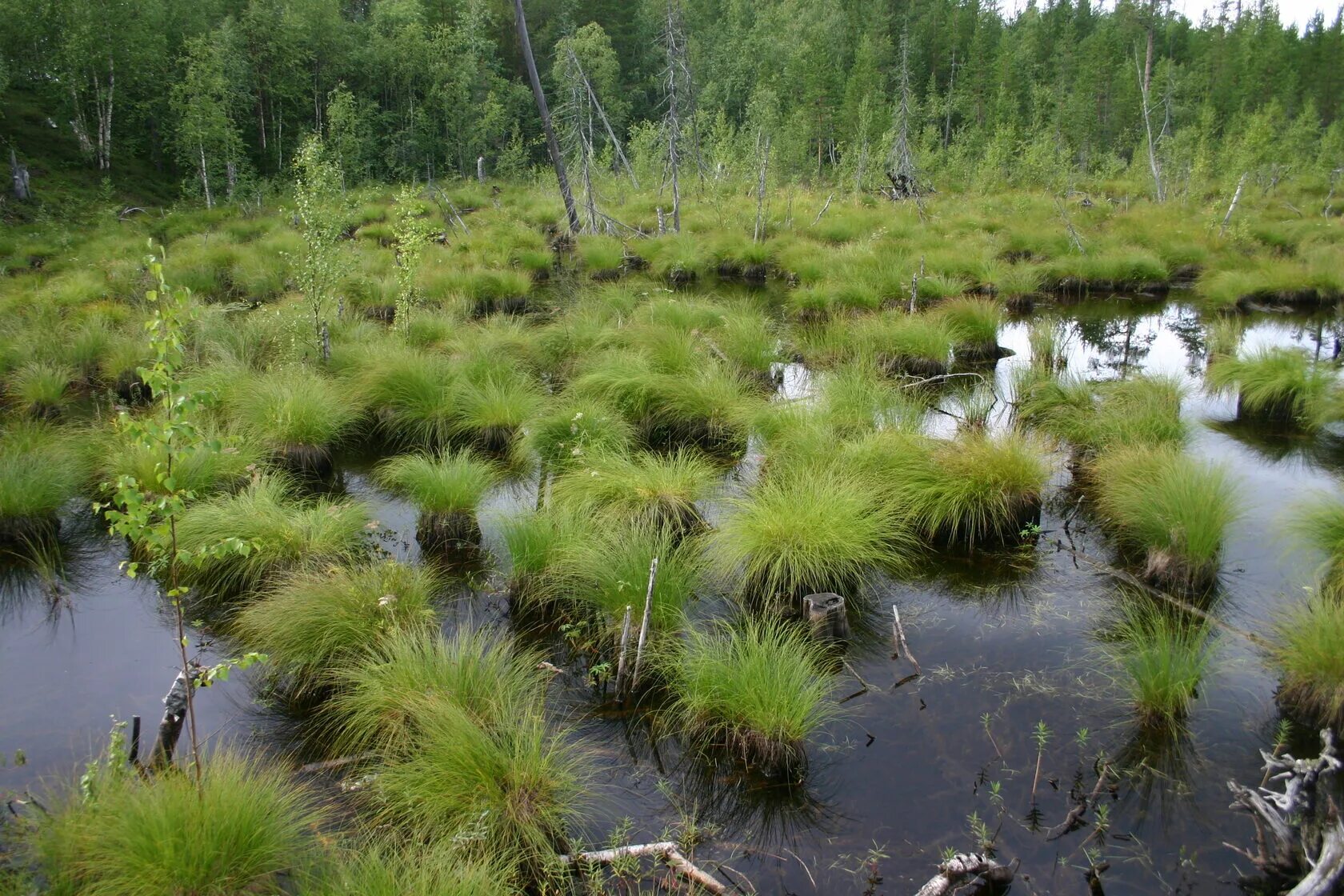 Кусты и болота. Кочкарник болотный. Кочкарник тундра. Болото с кочками. Кочки на болоте.