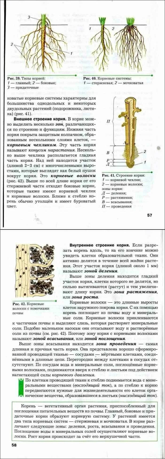 Иллюстрации из учебника биологии. Биология 6 класс рис 38. На рисунке подпишите слои на стволе спиленного дерева. Размножение папоротников 6. Биология растения учебник.