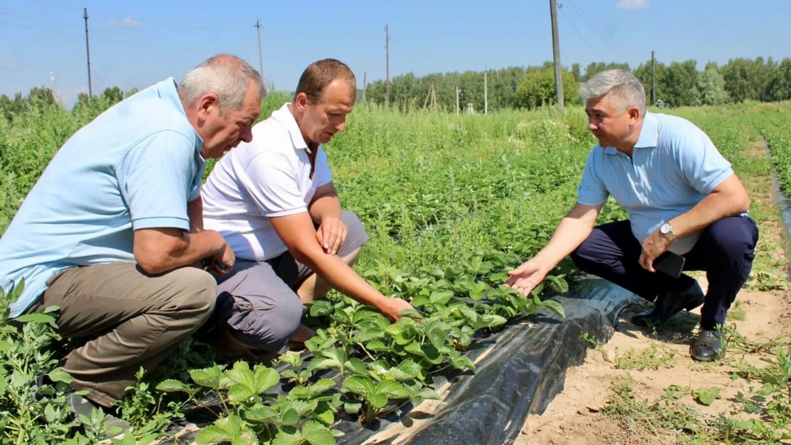Главы поселения татарстана