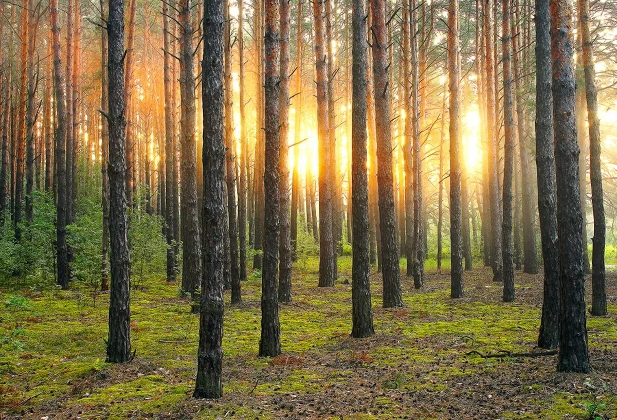 лес и тепло. фон лес теплый. середина леса. где теплые леса. где теплые леса.