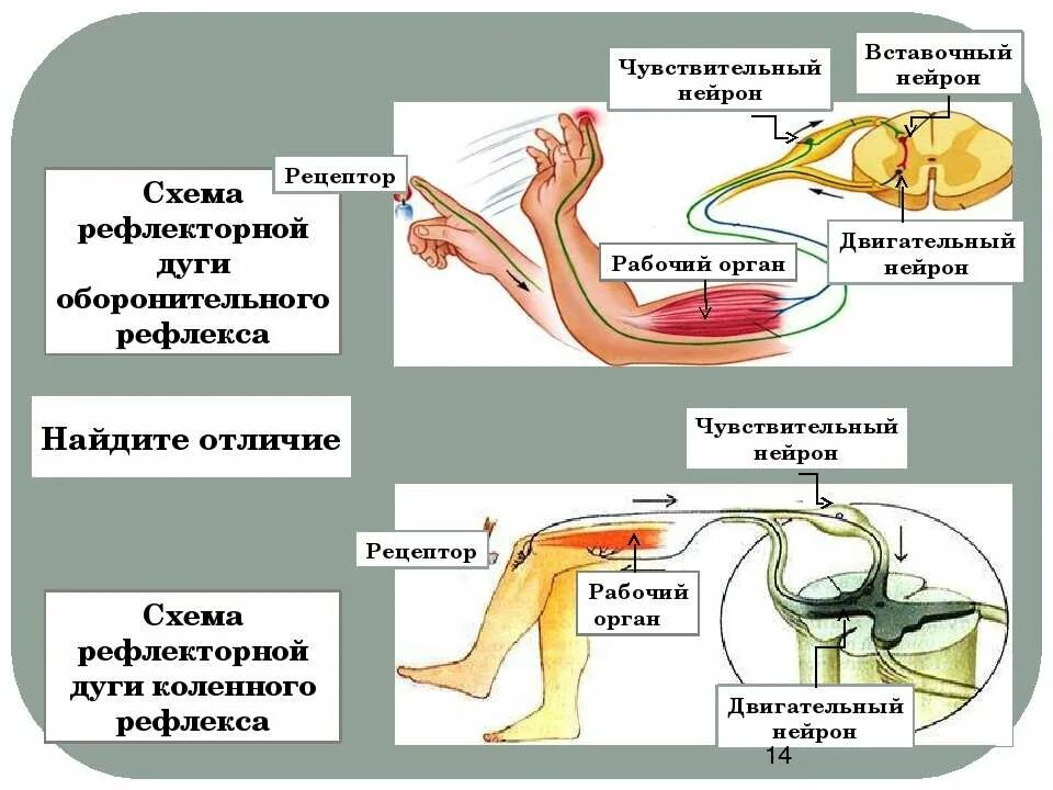 Нервно рефлекторная реакция