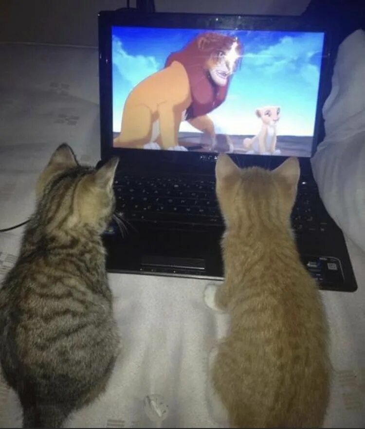 Кот и телевизор. Котик перед телевизором. Котик смотрит телевизор. Коты смотрят телек.