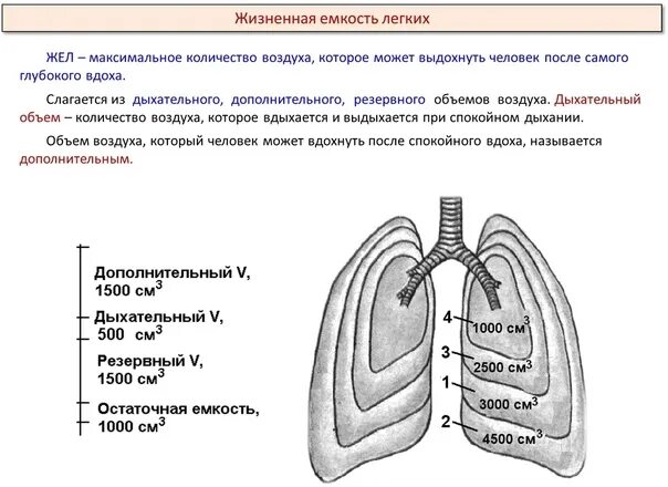 Максимальную жизненную емкость легких. Максимальную жизненную емкость легких