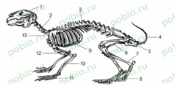 Особенности строения скелета кролика. Скелет млекопитающих кролик. Скелет кролика схема биология 7. Скелет кролика биология 7 класс. Строение скелета кролика.