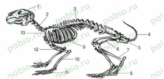 Особенности строения скелета кролика
