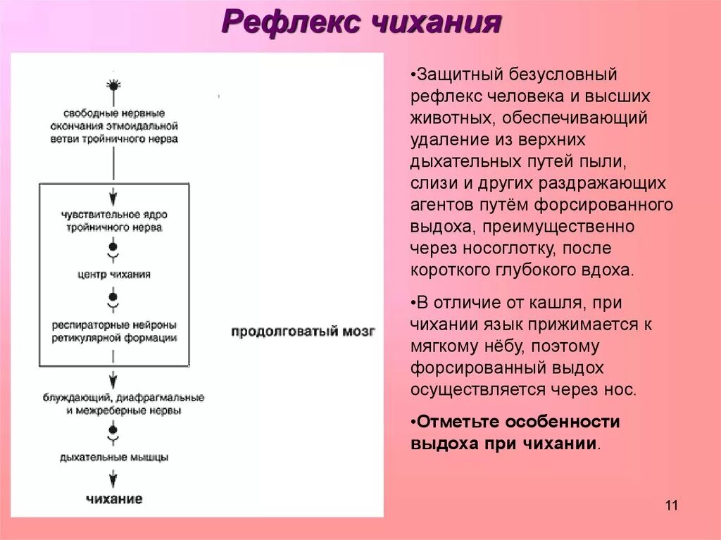 Защитные рефлексы дыхания. Механизм чихания схема. Рефлекс чихания. Рефлекторная дуга рефлекса чихания. Рефлекьроная ДЦНА чтхания.