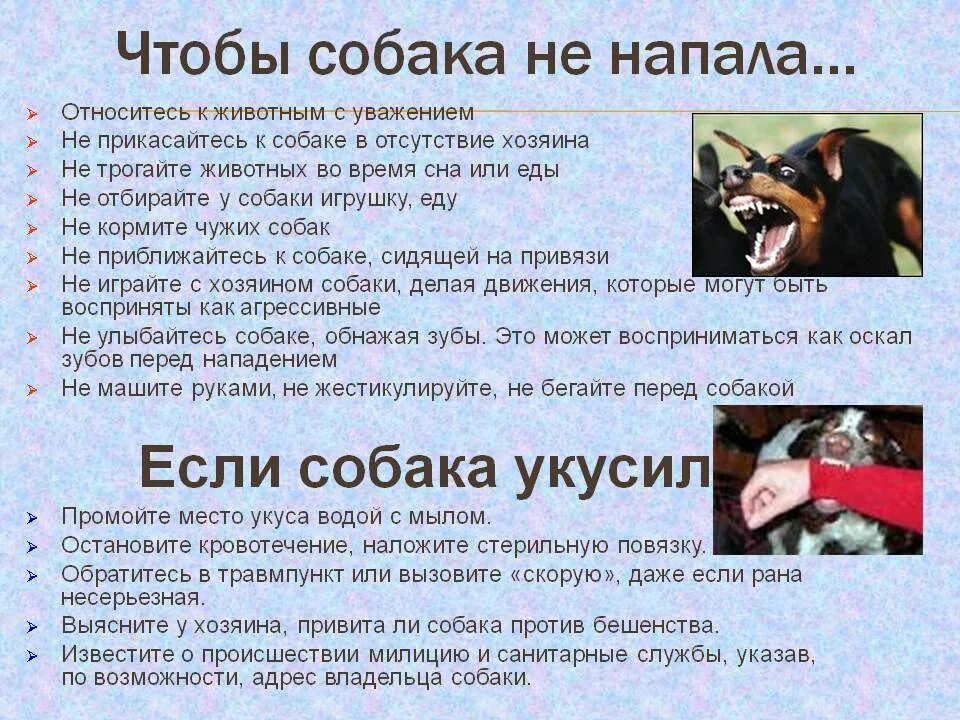 Почему бросается собака. Что нужно делать при нападении собаки. Памятка если укусила собака. Причины нападения собак.