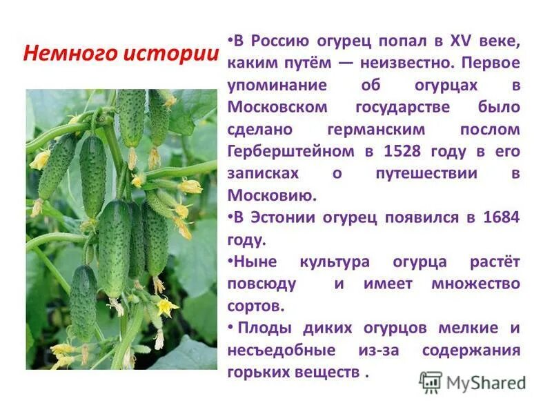 Культурное растение доклад 3 класс окружающий мир