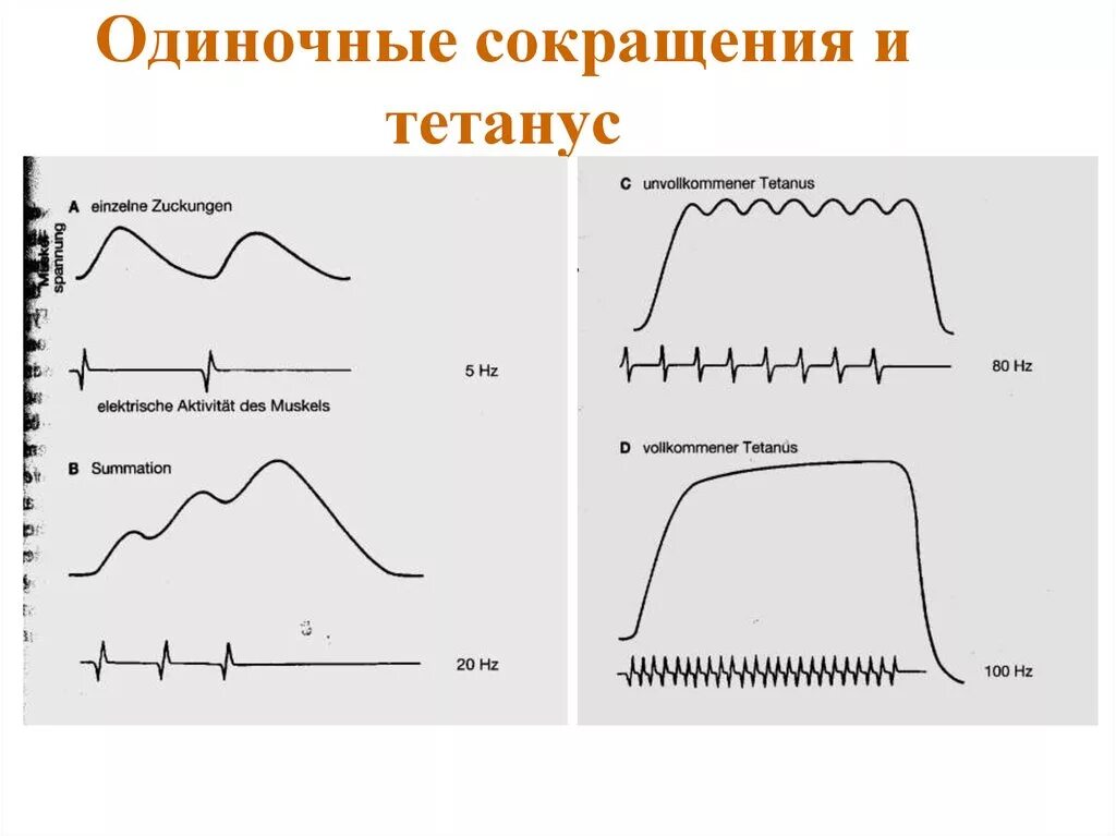 Одиночные сокращения: фазы (тетанус). Одиночное сокращение и тетанус. Одиночное сокращение зубчатый и гладкий тетанус. Одиночное мышечное сокращение гладкий и зубчатый тетанус. Пд ди