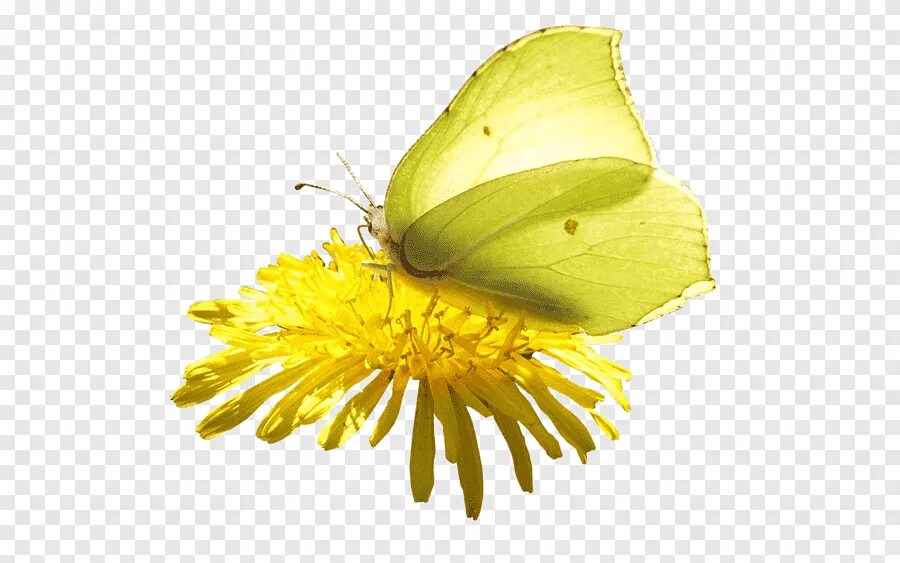 Жёлтая бабочка. Желтая бабочка на прозрачном фоне. Бабочки желтые на белом фоне для печати. Бабочка лимонница на белом фоне.