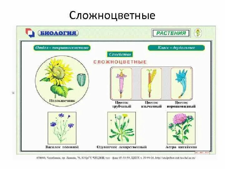 Сложноцветные деревья. Сложноцветные растения деревья. Схемы по ботанике. Карточки по ботанике. Семейства ботаника