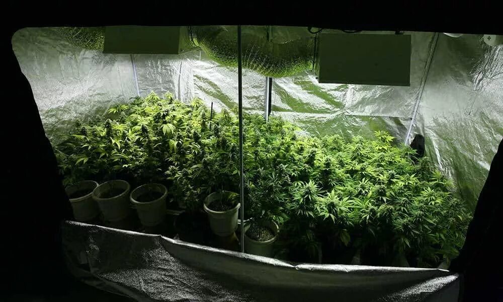 Size grow