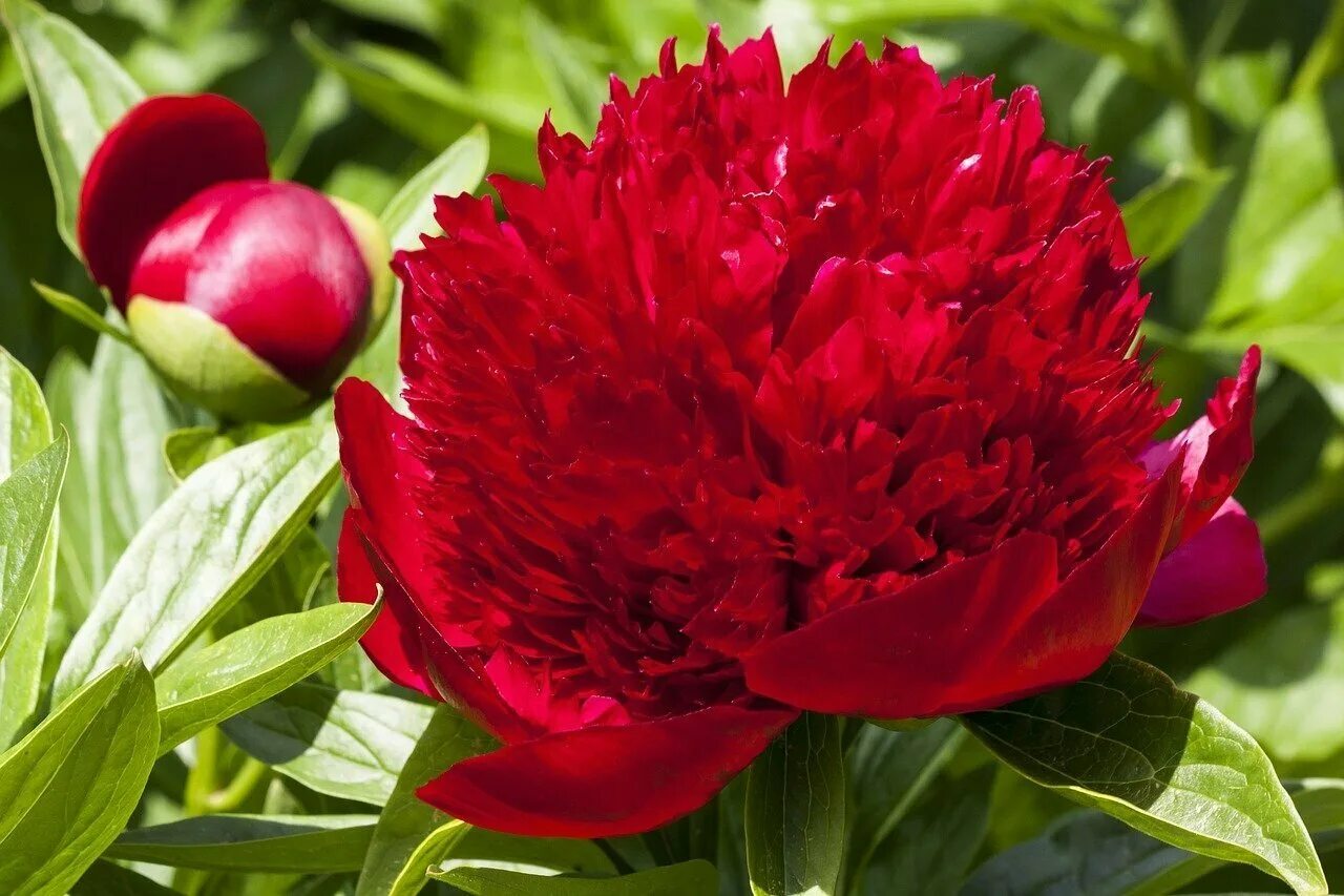 Пионы 1 штука. Пион (Paeonia) Double Red. Пион молочноцветковый ред Дабл. Пион молочноцветковый Red Charme. Пион ред Камелия.