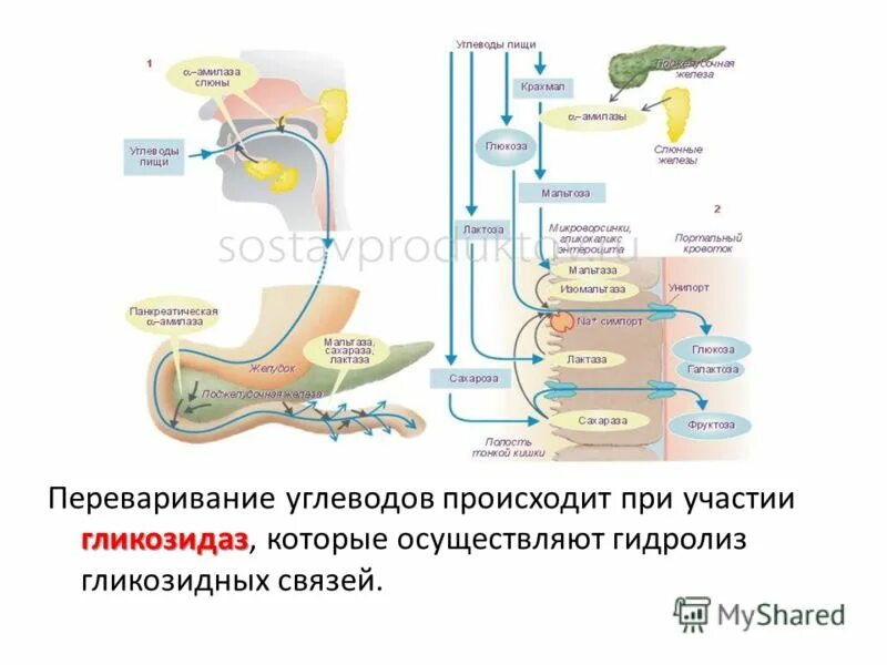 Переваривание пищевых частиц происходит в