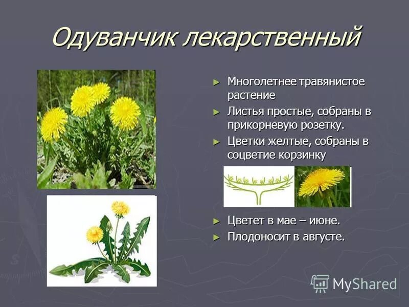 цветки собраны в соцветие корзинка