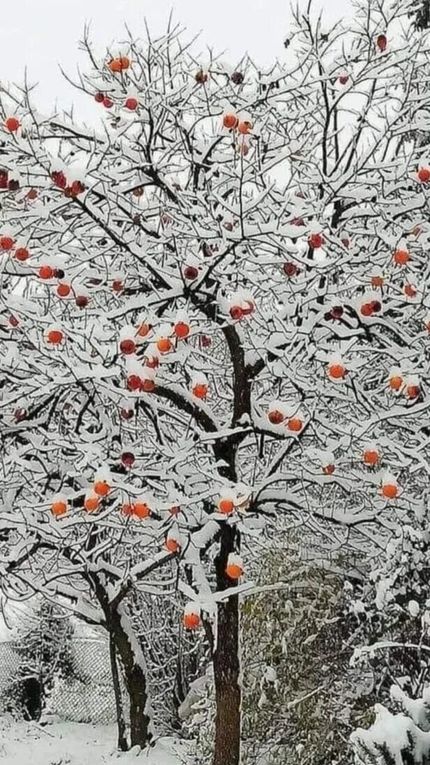 Дерево растет зимой. Хурма дерево. Хурма куст. Хурма в снегу. Хурма под снегом.
