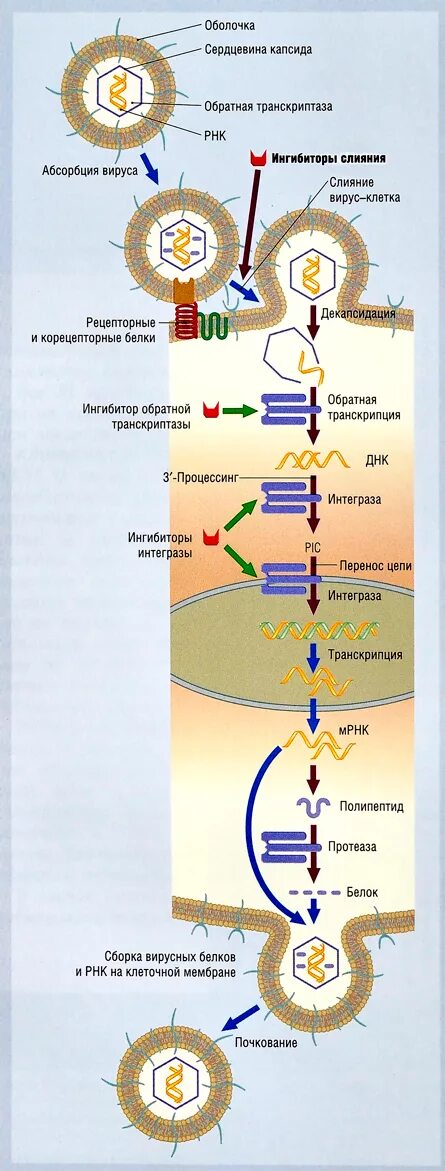 Обратная транскриптаза. Обратная транскрипция у вирусов. Обратная транскриптаза вируса. Обратная транскриптаза ВИЧ. РНК С обратной транскриптазой.