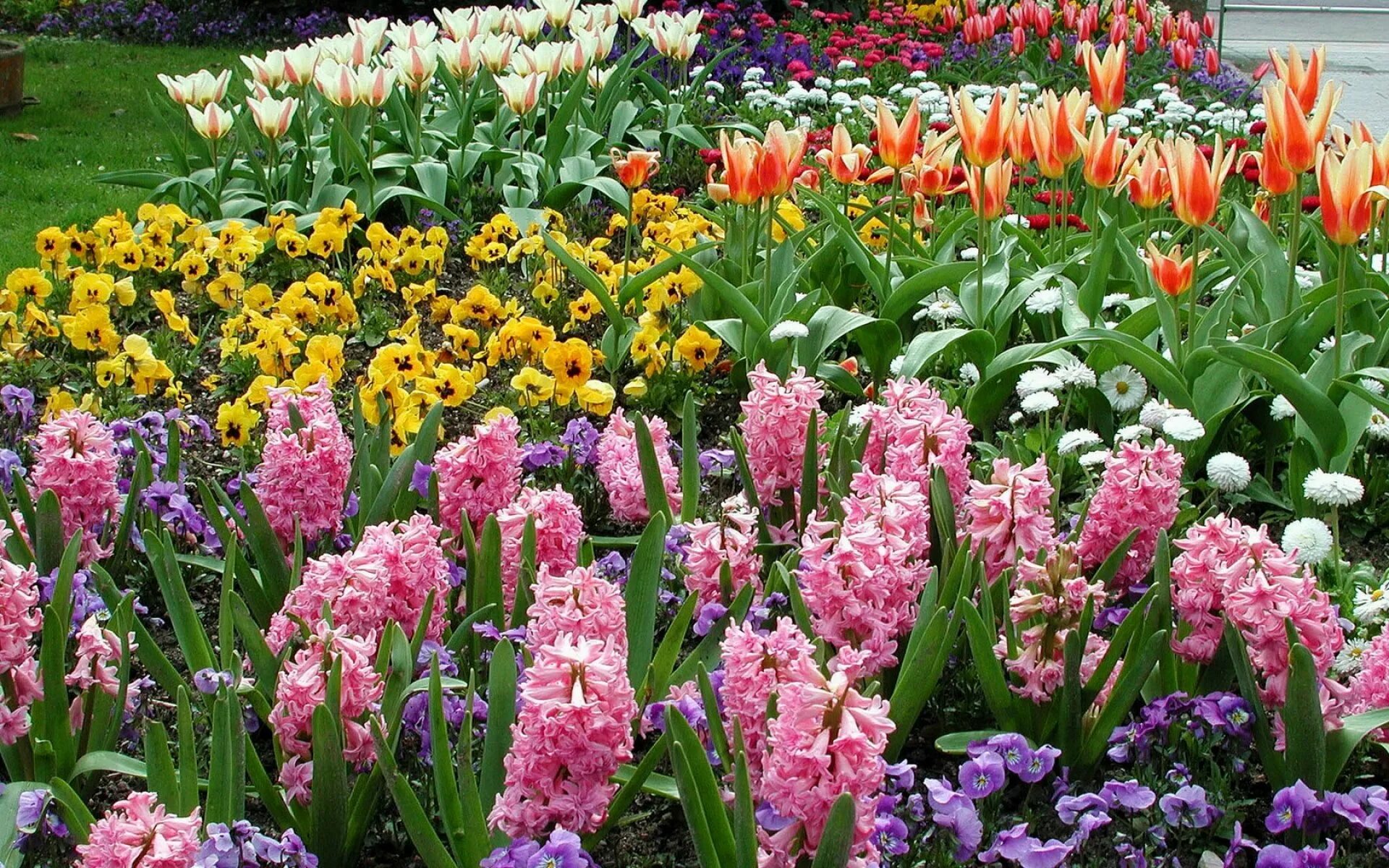 Фото красивых цветов для сада и названия. Луковичный цветок гиацинт. Цветы луковичные многолетники тюльпаны. Тюльпаны гиацинты нарциссы. Гиацинты, нарциссы, рябчики,.