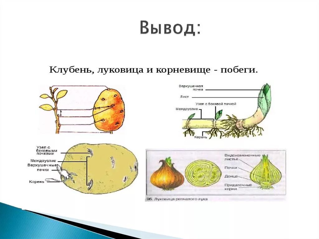 Доказательство корневище видоизмененный побег. Видоизменения побегов 6 класс биология корневище клубень луковица. Строение видоизмененных побегов луковицы. Клубень картофеля это видоизмененный побег строение. Строение видоизмененных побегов корневище луковица клубень.