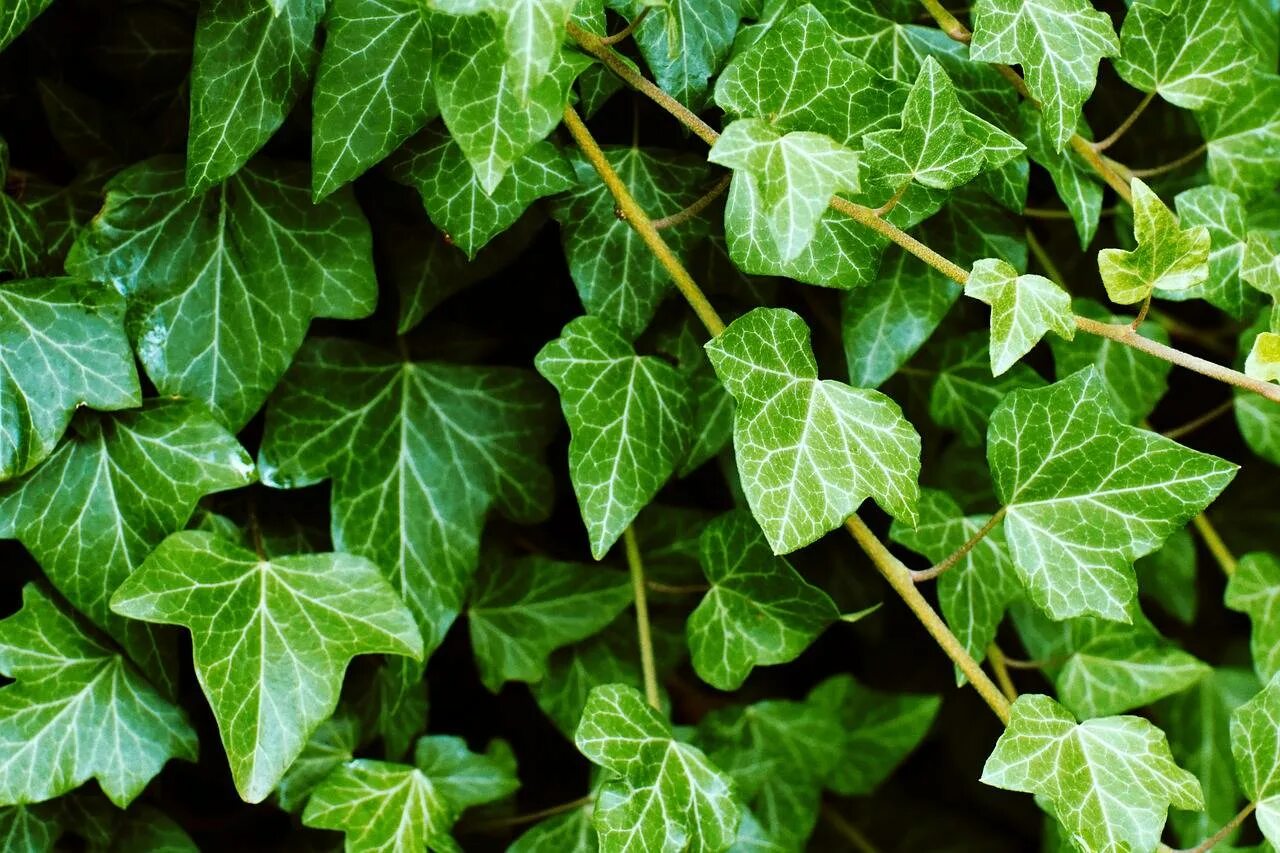 Плющ обыкновенный (Hedera Helix). Плющ Элегантиссима. Плющ иберийский (Hedera Iberica). Плющ — Ivy (Hedera. Плющ б