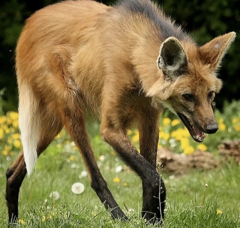 Гигантская бразильская выдра. Тасманский дьявол в австралии. Агуарачай-гривистый волк. Самые милые но опасные животные на планете. Шелли гиена.