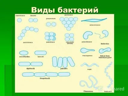 Биологические названия бактерий