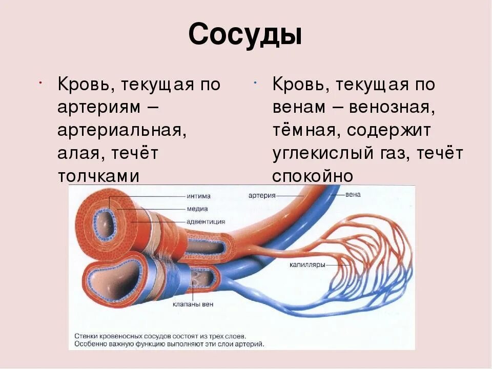 Особенность строения вены по сравнению с артерией. Кровеносные сосуды человека схема артерии вены. Кровеносные сосуды венозной крови. Сосуды по которым течет артериальная кровь. Артериальная кровь течет по сосудам.