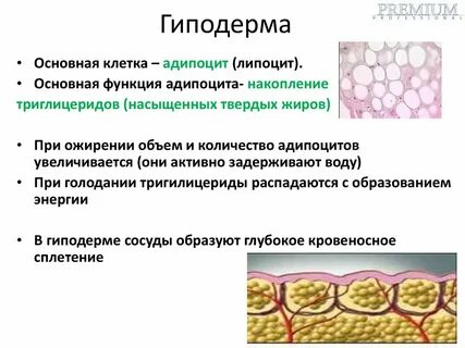 Гиподерма строение и функции