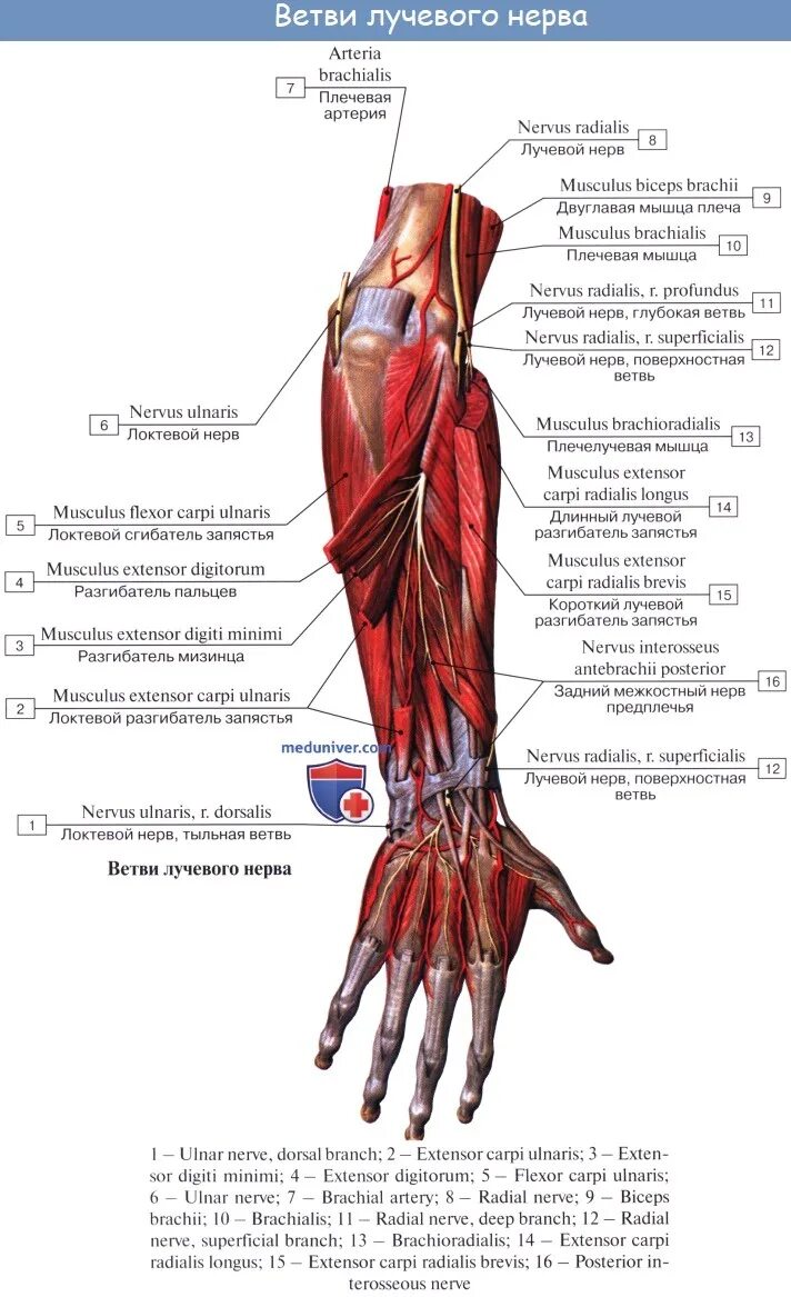 Глубокая и поверхностная ветвь лучевого нерва. Мышечные ветви лучевого нерва. Поверхностная ветвь лучевого нерва проекция. Поверхностная ветвь лучевого нерва топография.