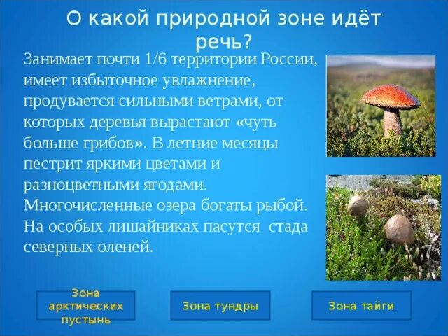 В какой природной зоне сильные ветры. О какой природной зоне идет речь. В какой природной зоне грибы выше деревьев. Природные зоны грибов. В этой природной зоне грибы выше деревьев.