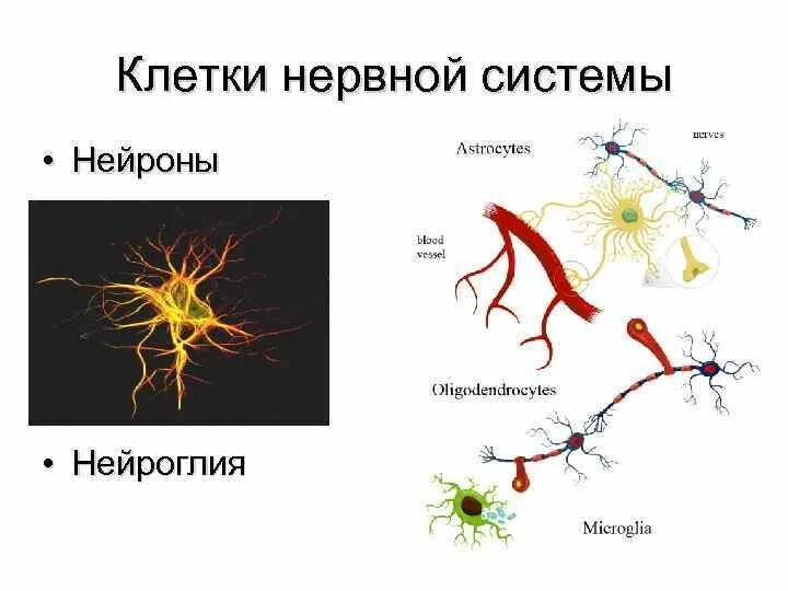 Как выглядит нервная клетка. Как выглядит нервная клетка