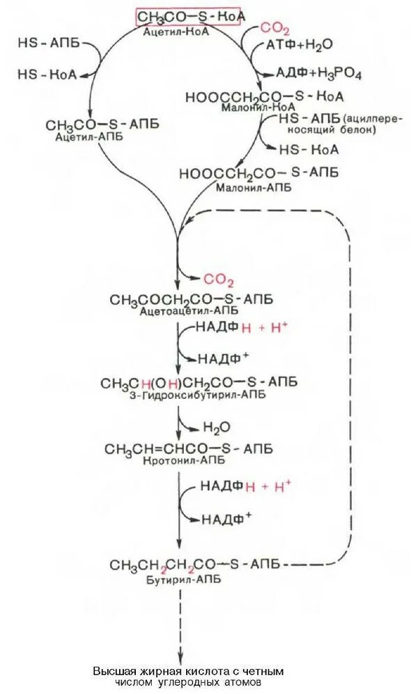 Последовательность реакций биосинтеза. Синтез высших жирных кислот схема. Синтез высших жирных кислот биохимия. Синтез ВЖК схема. Биосинтез жирных кислот схема.